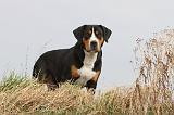 GRAND BOUVIER SUISSE 001